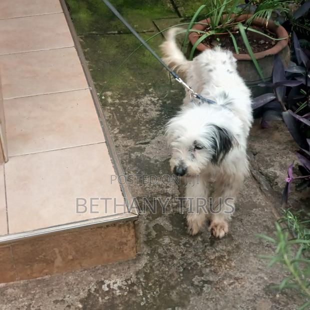 1+ year Female Mixed Breed Maltese - thumbnail 3