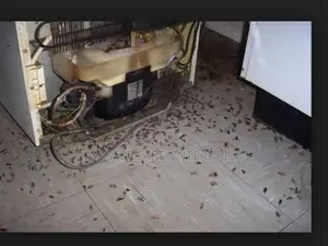 Cockroaches on the Fridge