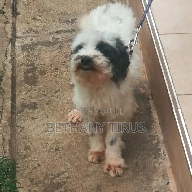 1+ year Female Mixed Breed Maltese - thumbnail 4
