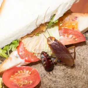 Best Cockroaches Exterminator on Jiji