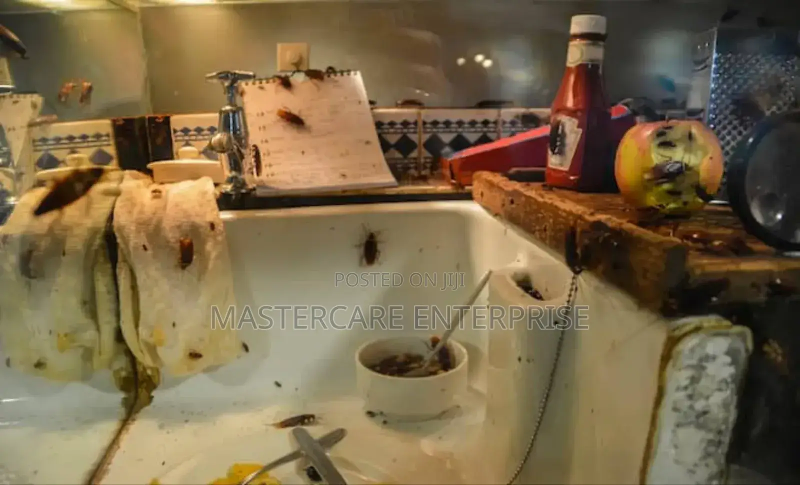 Professional and Friendly Cockroaches Extermination