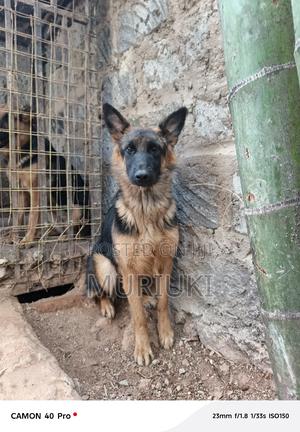 6-12 months Female Purebred German Shepherd - thumbnail 2