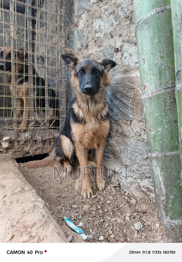 6-12 months Female Purebred German Shepherd - thumbnail 3