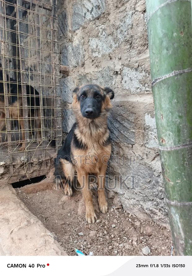 6-12 months Female Purebred German Shepherd - thumbnail 4