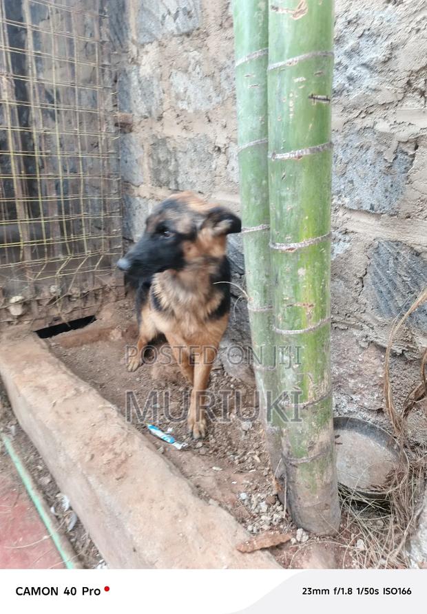 6-12 months Female Purebred German Shepherd - thumbnail 5