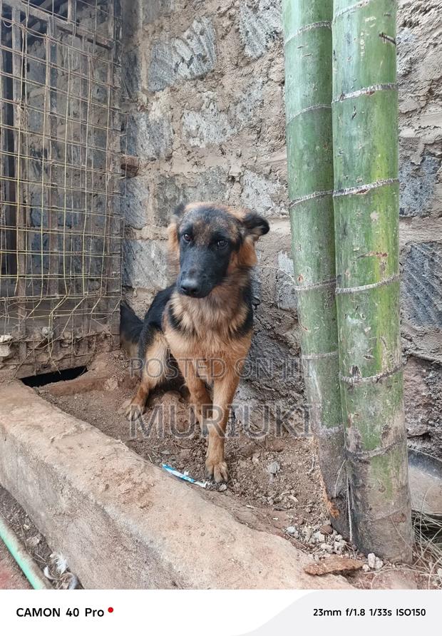 6-12 months Female Purebred German Shepherd - thumbnail 6