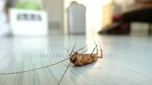 Office Cockroaches Fumigation