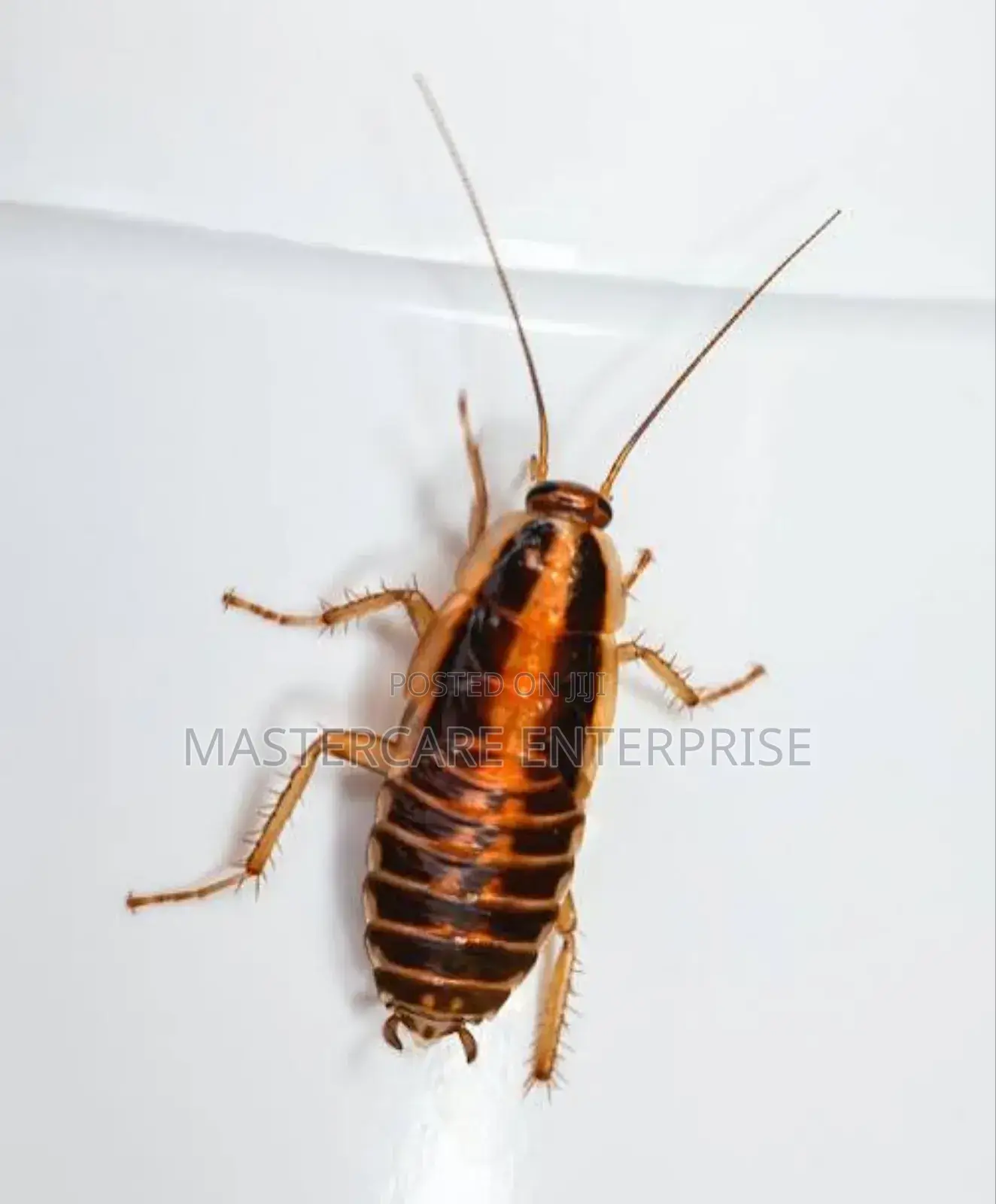 Reliable and Effective Cockroaches Killer