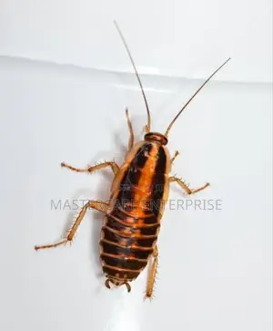 Reliable and Effective Cockroaches Killer