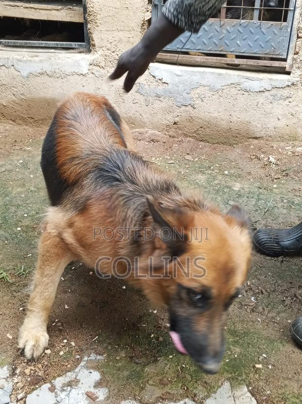 1+ year Female Purebred German Shepherd - main view