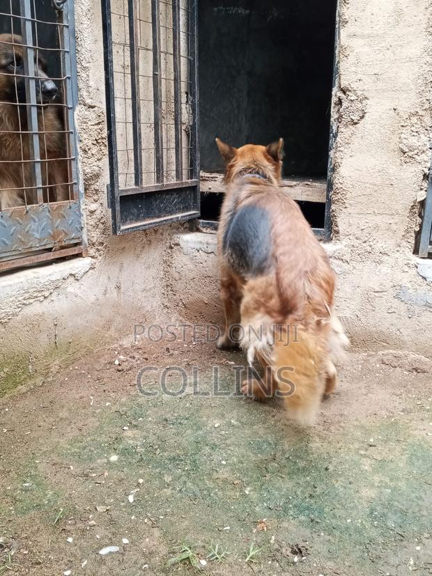 1+ year Female Purebred German Shepherd - thumbnail 3