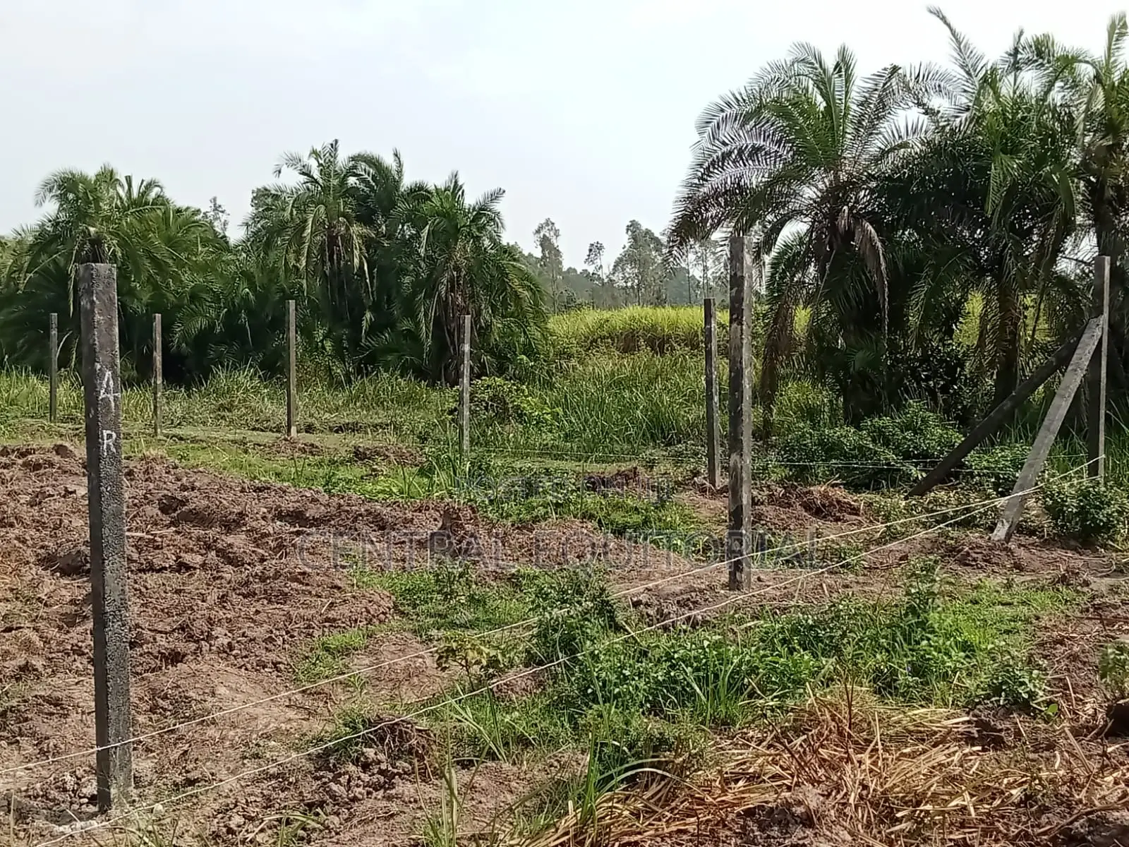 Eco Fencing Posts