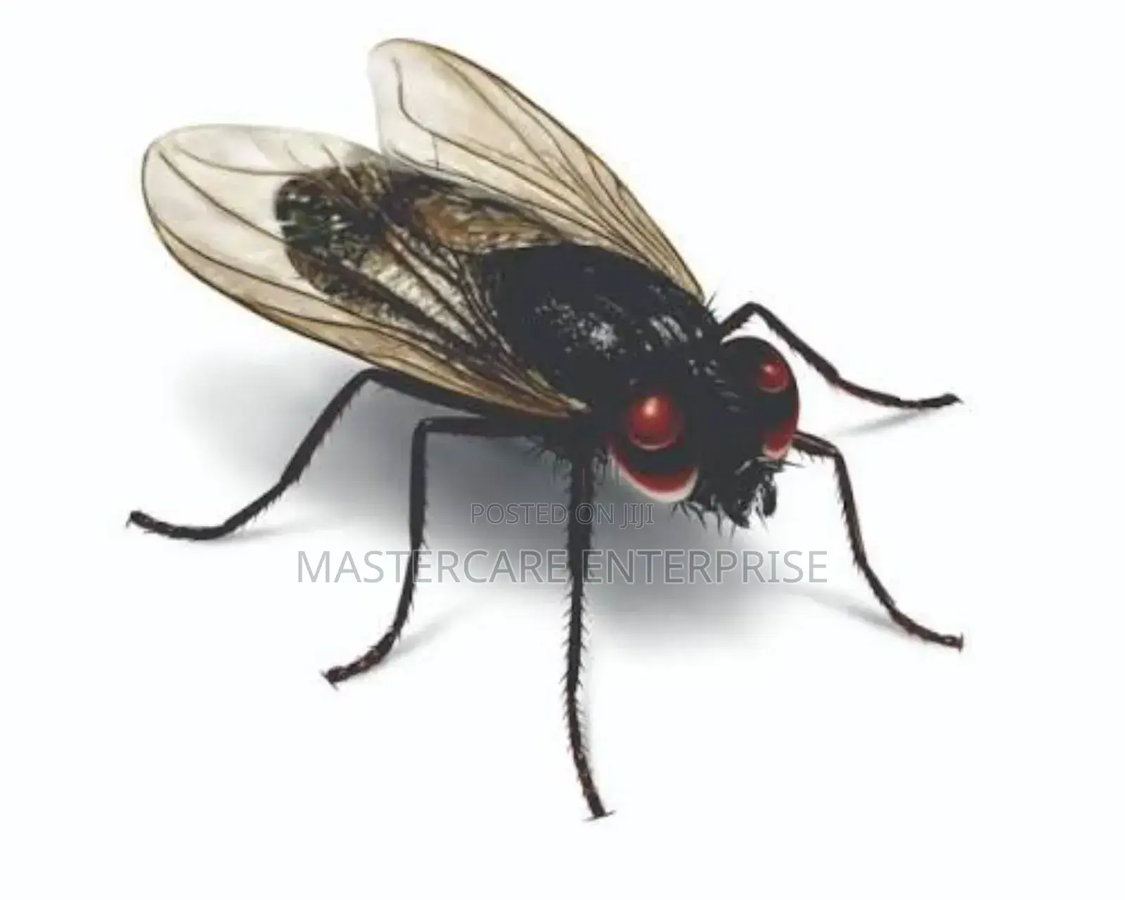House Flies
