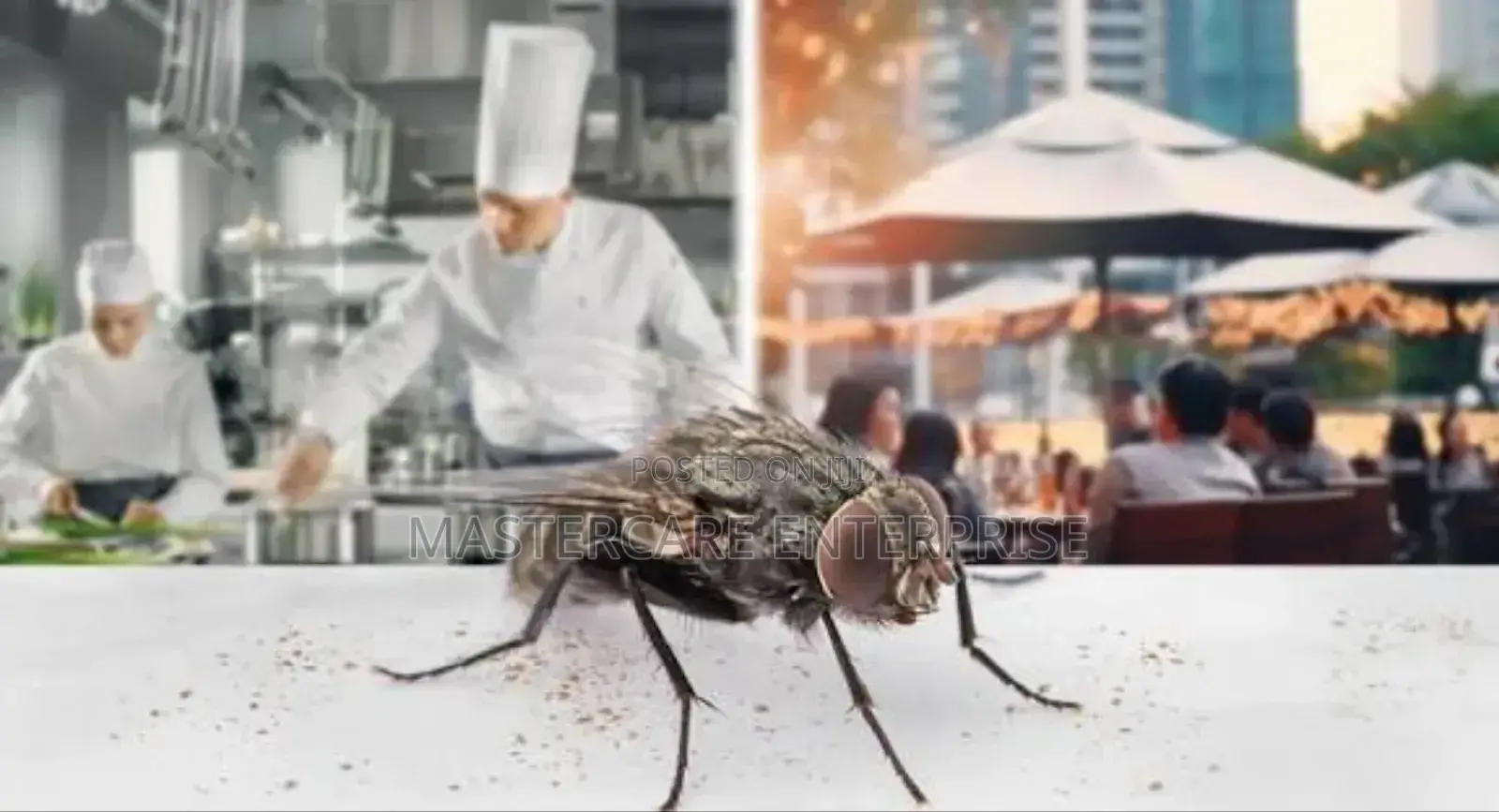 Kitchen House Flies Extermination