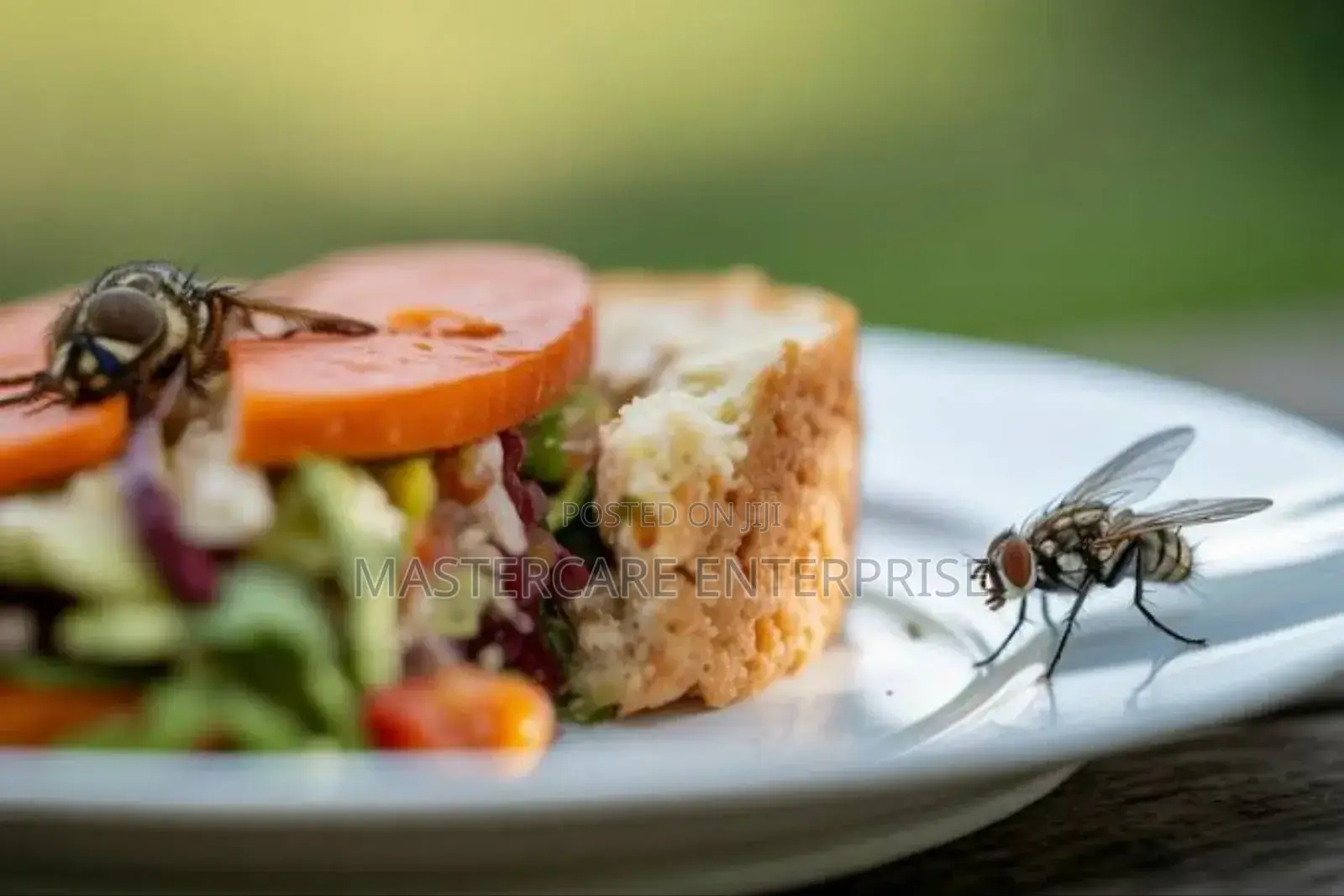 Restaurant House Flies Extermination