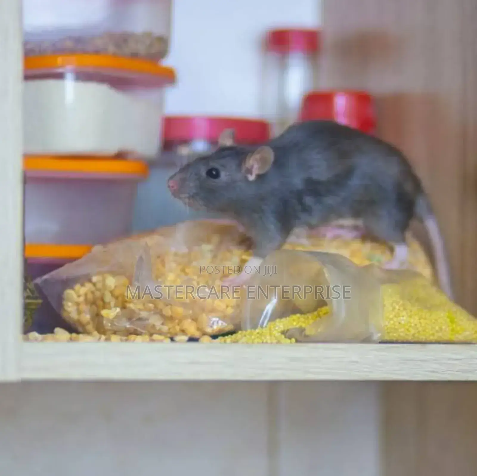 Rats Extermination