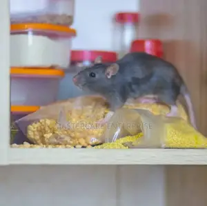 Rats Extermination