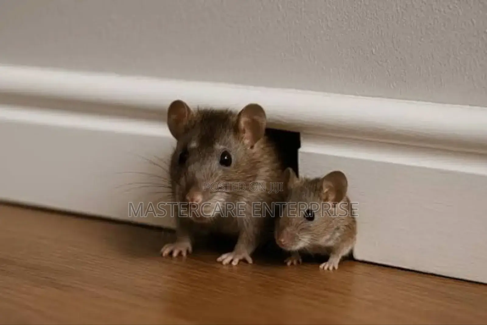 Rodents Control Services
