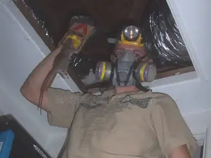 Ceiling Rats Extermination Services