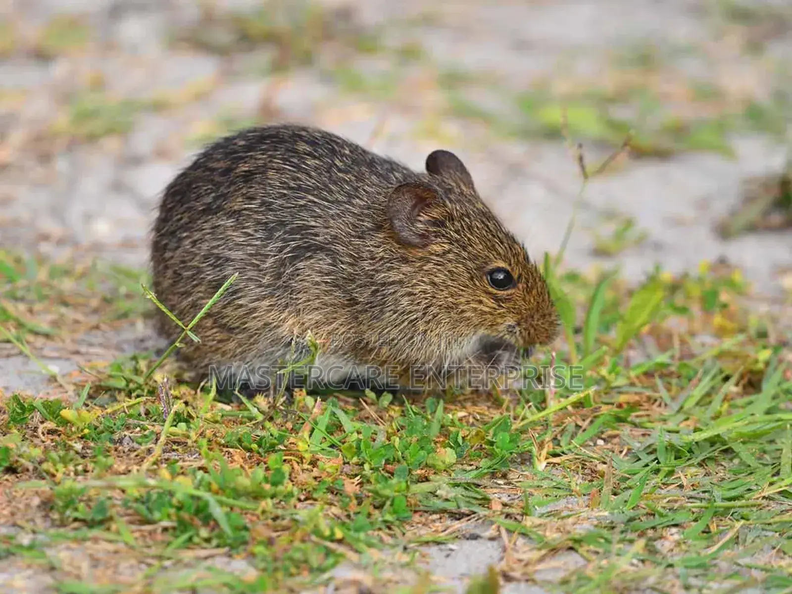 Rats on the Compound