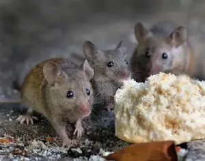 Rats Control and Extermination in Nairobi