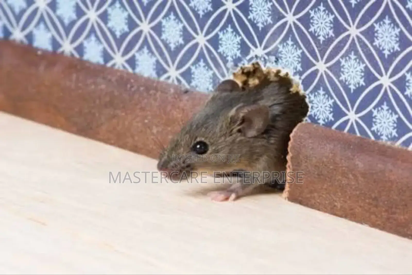 Effective Rodents and Mice Extermination Services in Kenya