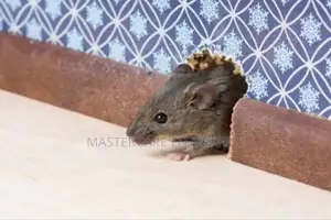 Effective Rodents and Mice Extermination Services in Kenya