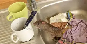 Office Rats Extermination