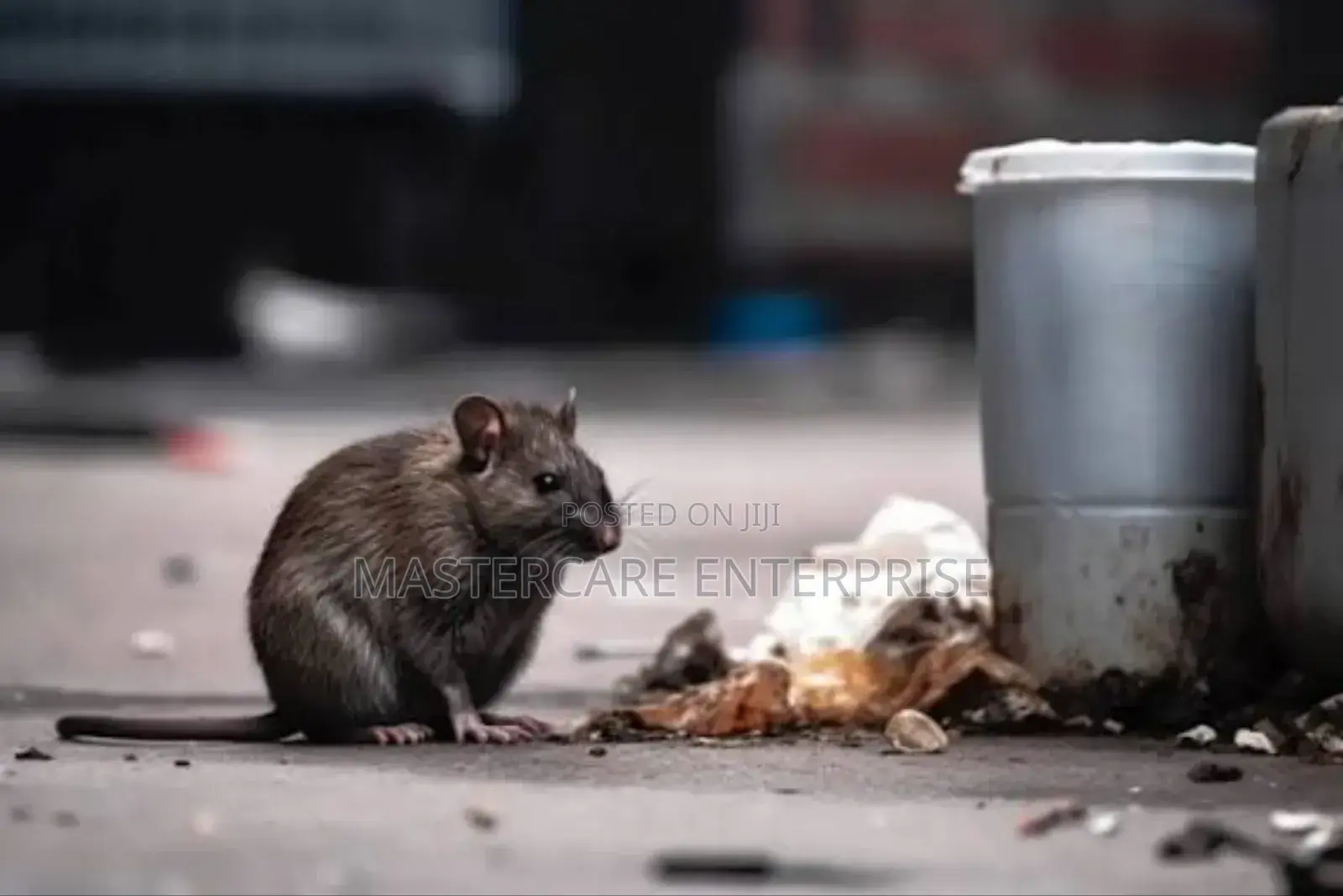 Rats Control Services in Nairobi
