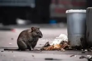 Rats Control Services in Nairobi
