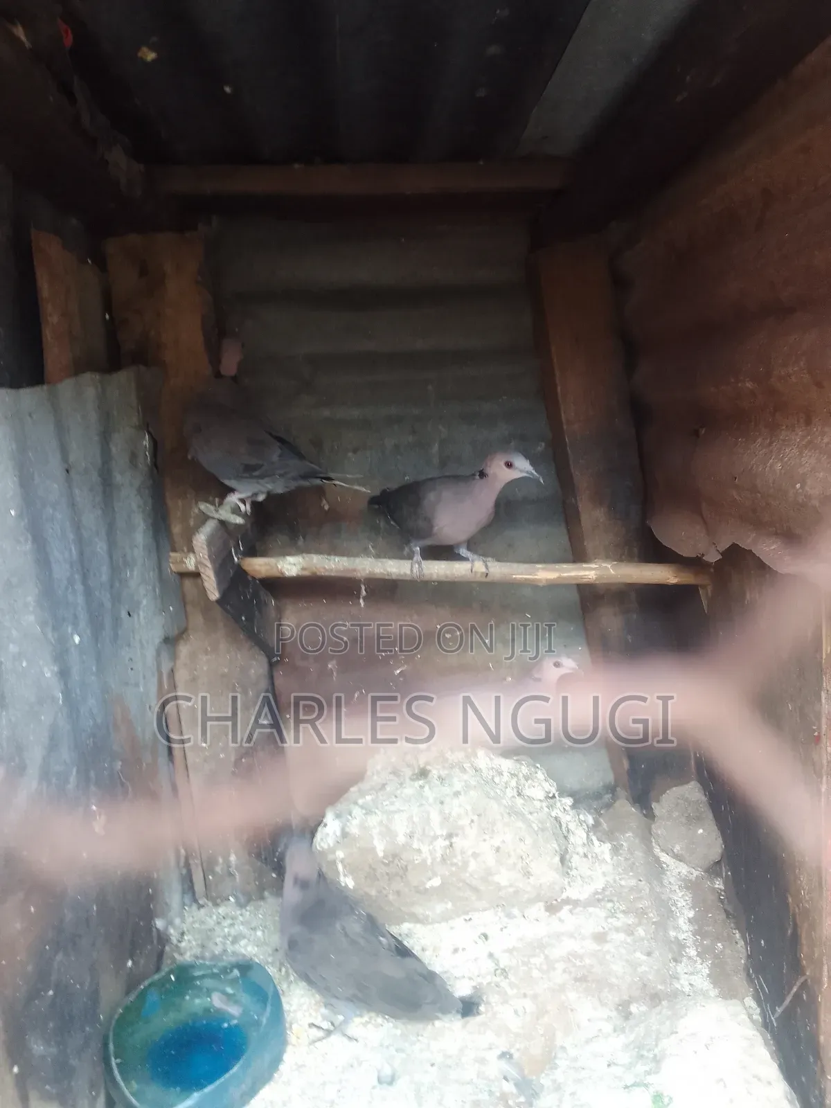 Red Eye Rock Pigeon