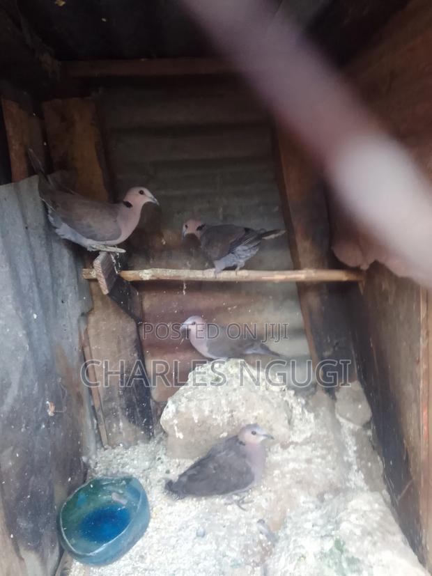 Red Eye Rock Pigeon - thumbnail 3