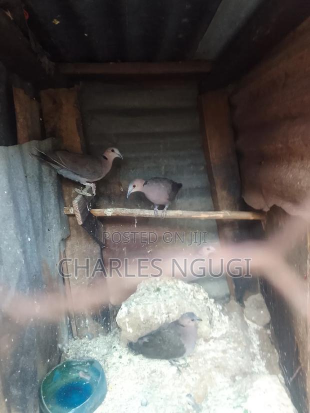 Red Eye Rock Pigeon - thumbnail 4