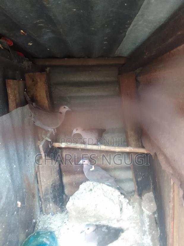 Red Eye Rock Pigeon - thumbnail 5