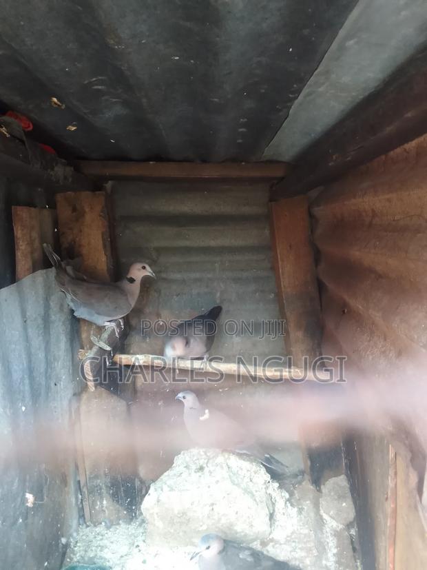 Red Eye Rock Pigeon - thumbnail 6