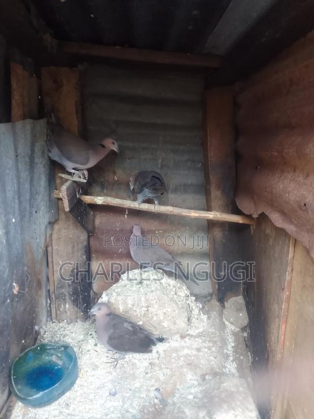 Red Eye Rock Pigeon - thumbnail 7