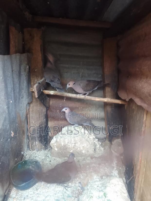 Red Eye Rock Pigeon - thumbnail 8