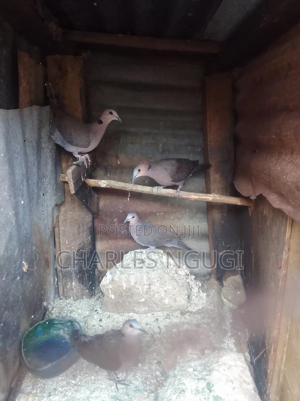 Red Eye Rock Pigeon - thumbnail 9