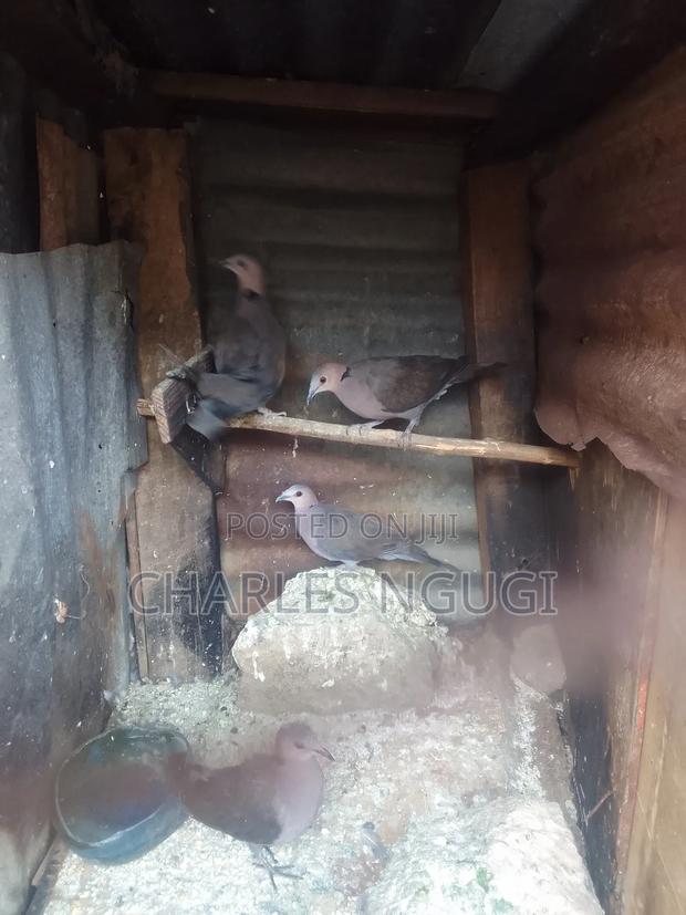 Red Eye Rock Pigeon - thumbnail 10