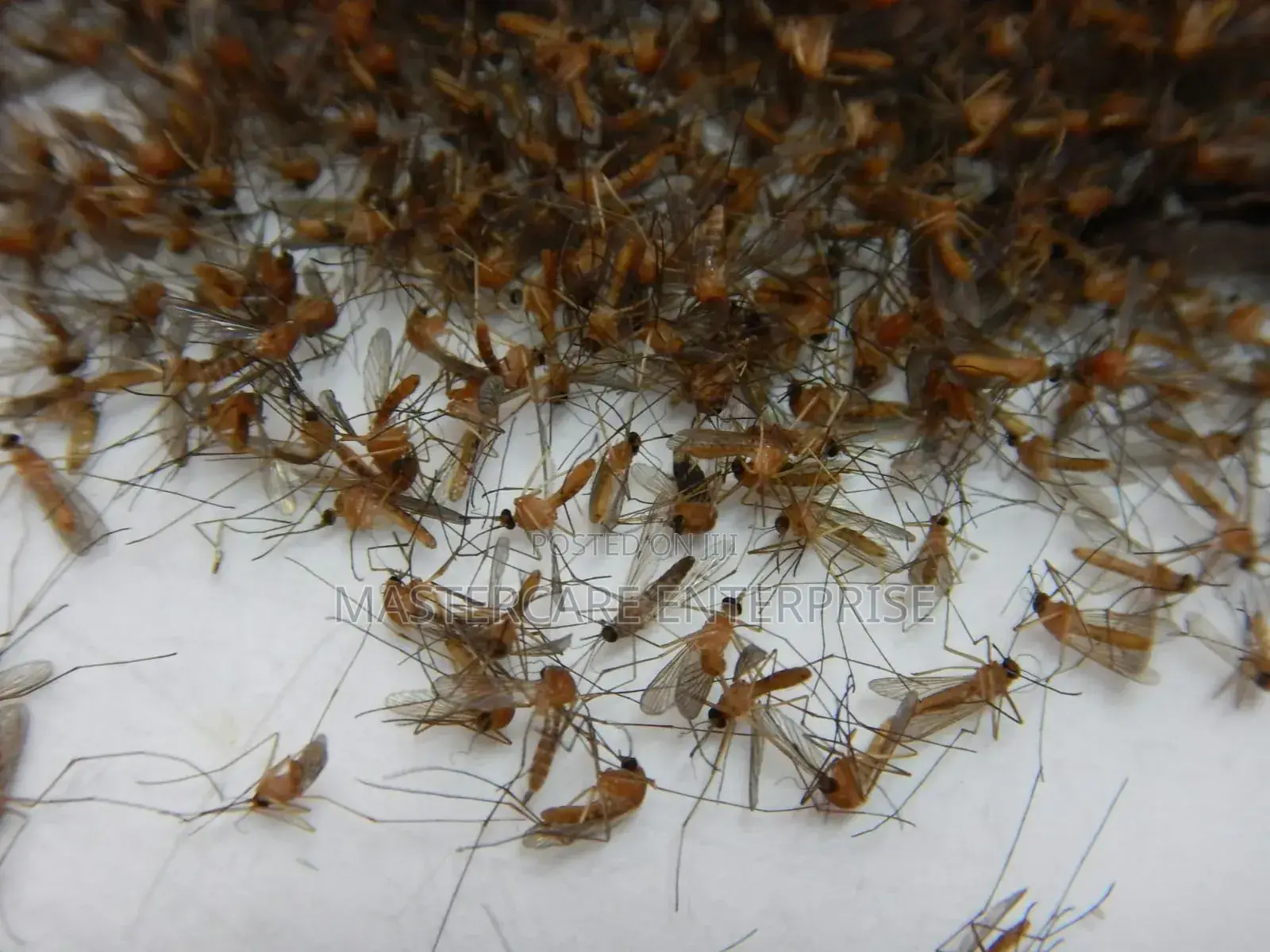 Mosquitoes