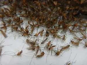 Mosquitoes