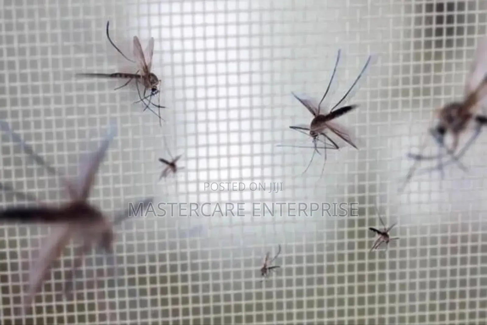 Mosquitoes Extermination Inside House