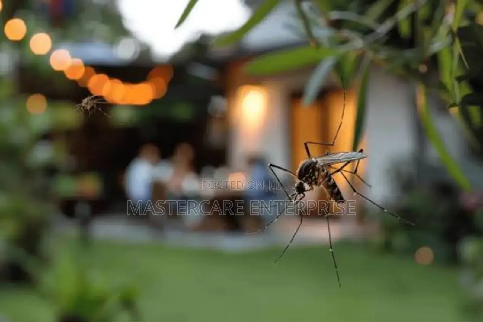 Mosquitoes Inside House
