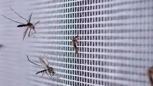 Mosquitoes Fumigation in Karen