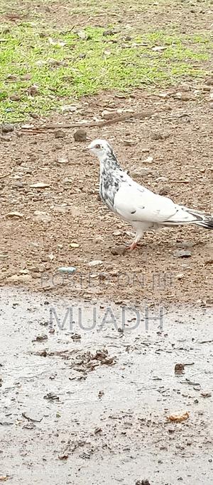 Selling It Pigeon Birds - thumbnail 2