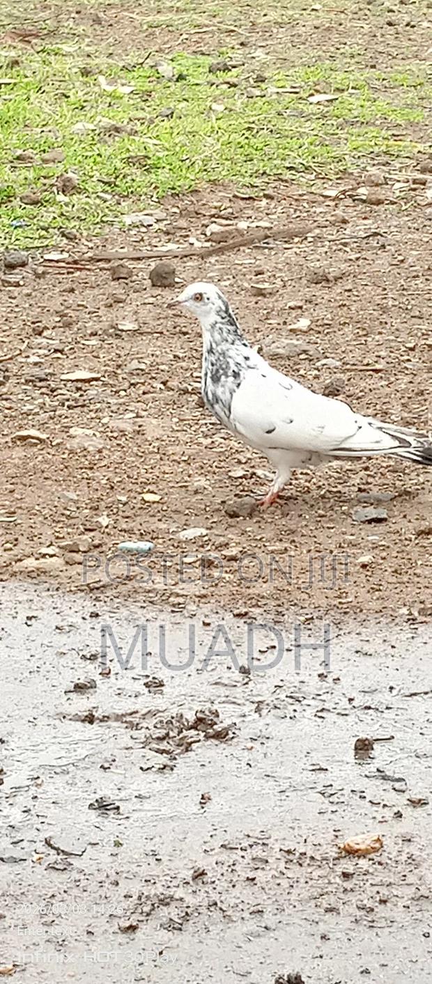 Selling It Pigeon Birds - main view