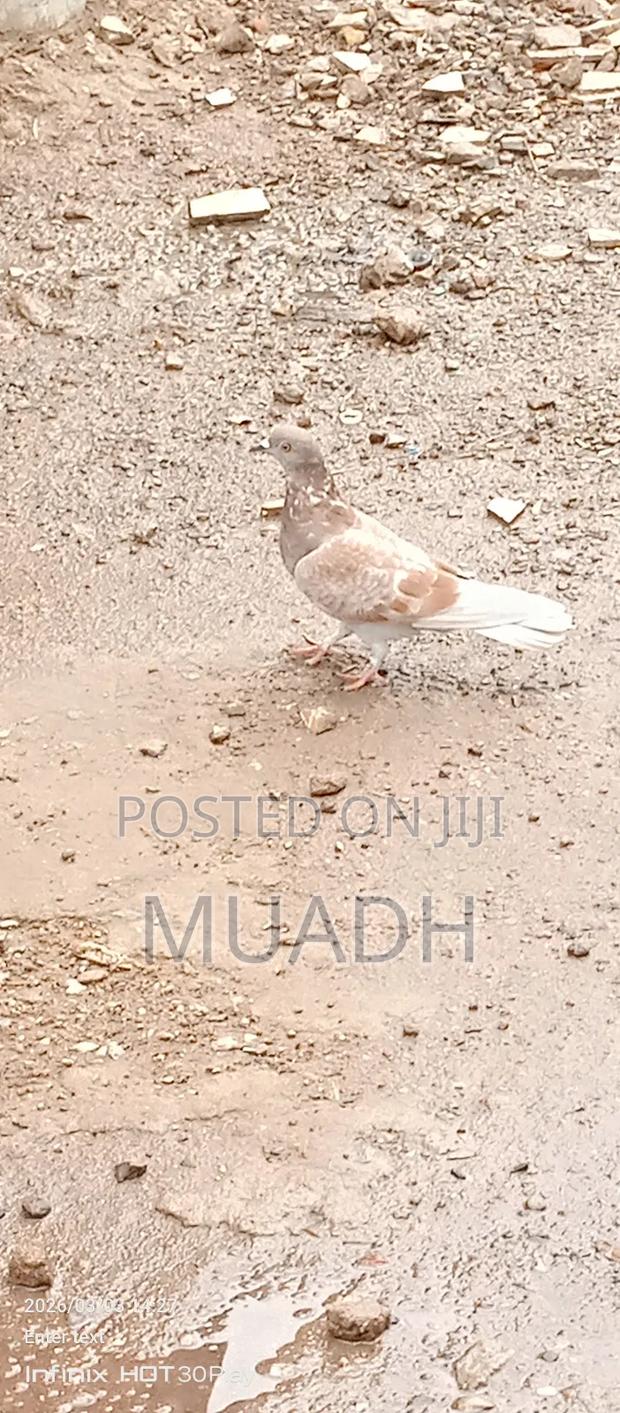 Selling It Pigeon Birds - thumbnail 3