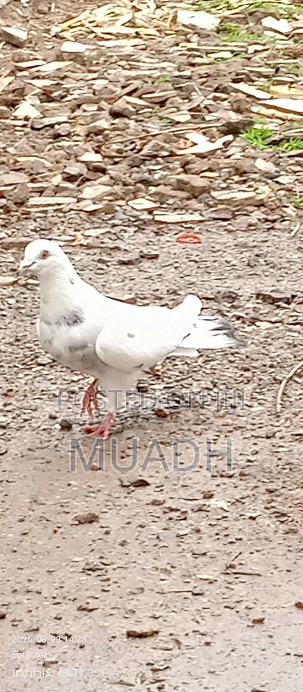 Selling It Pigeon Birds - thumbnail 4