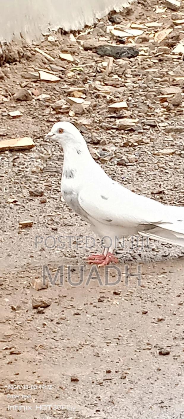 Selling It Pigeon Birds - thumbnail 5