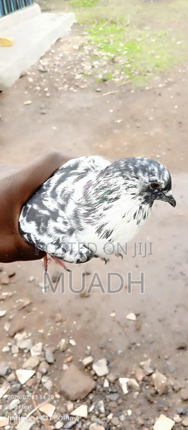 Selling It Pigeon Birds - thumbnail 6